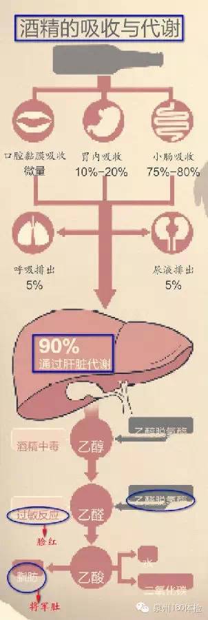 喝酒以后酒精在人体内的酒精代谢需要多久?